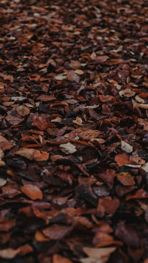 Æstetiske brune billeder — Æstetisk brun Wallpapers