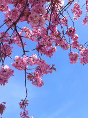 Æstetiske blomsterbilleder