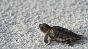 En Lille Sød Skildpadde, Der Holder Sig Sikker — Cool skildpadde Wallpapers
