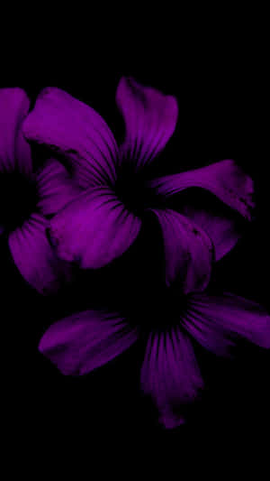 En livlig blomst blomstrer mod den sorte baggrund af en iPhone. — Blomstret iPhone Wallpapers