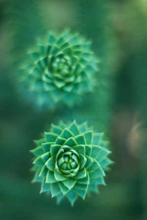 Grøn blomst baggrund — iPad Pro Wallpapers