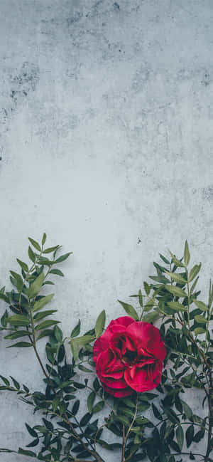 Rød Blomst Baggrund — Huawei Mate 80 Pro Wallpapers