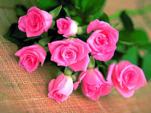 Billeder af rosenblomst — Rose Blomst Wallpapers
