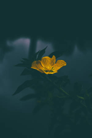 Gul Blomst Dæmpet — Dæmpet Wallpapers