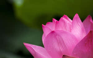 Lotusblomst billeder — Lotusblomst Wallpapers