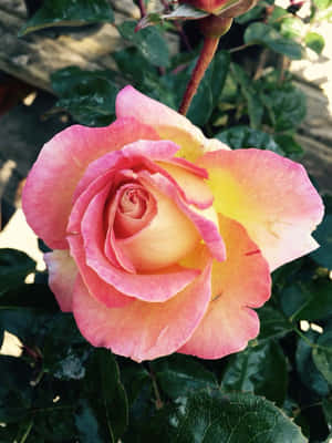 Billeder af roseblomster — Rose Blomst Wallpapers