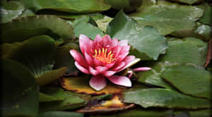 Billeder af lotusblomster — Lotusblomst Wallpapers