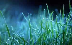 Dugvådt græs nat makro tapet — Daggry Wallpapers