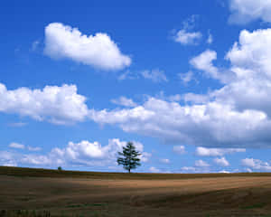 en mark med et træ — Blå himmel Wallpapers