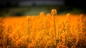 Baggrundsbillede med gylden blomstergræsmark — Pro Display XDR Wallpapers