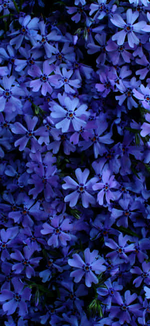 Smukke blomsterbilleder — Huawei Wallpapers