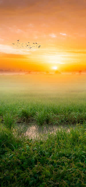 Solopgangsbilleder — OnePlus Nord 5 Wallpapers