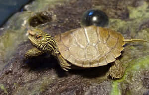 En nuttet skildpadde til at lyse din dag op — Cool skildpadde Wallpapers