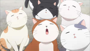 Anime kat billeder — Sød kat Wallpapers