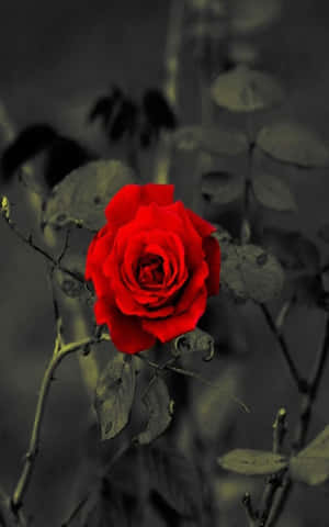 Rose Mobil — Redmi Pad 2 9.7 Wallpapers