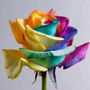 Rose blomst billeder — Rose Blomst Wallpapers