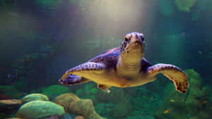 Skildpaddebaggrund — Cool skildpadde Wallpapers
