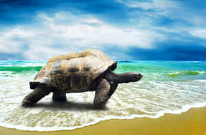 Skildpaddebaggrund — Cool skildpadde Wallpapers