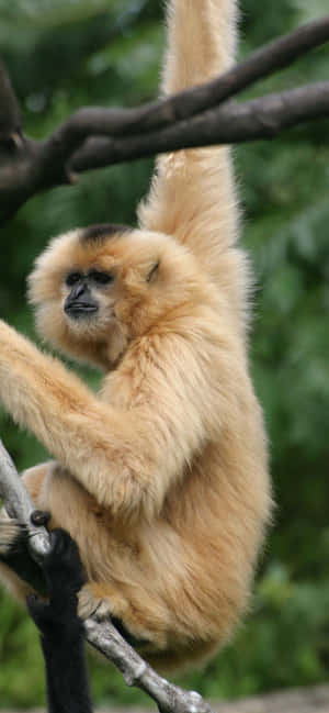 iPhone Xs Max Gibbon Baggrund — Oppo F31 Pro Wallpapers
