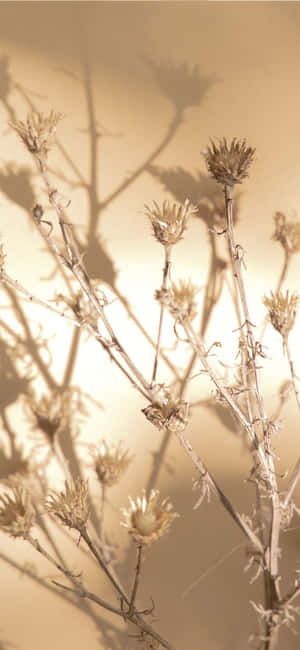 Æstetisk beige baggrund — Huawei Wallpapers