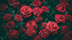 Smukke blomsterbilleder