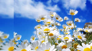 "En smuk blomst mod naturens enkelhed"