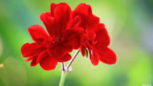 Smukke blomsterbilleder