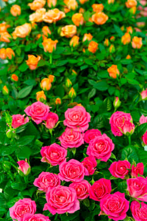 Smukke blomsterbilleder