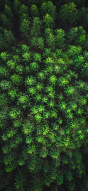 Træer iPhone — Redmi Note 17 Pro Max Wallpapers