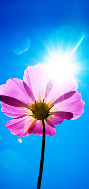 Lilla Blomsterbaggrund — Vivo T5 Wallpapers