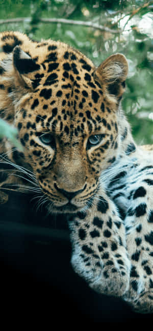 Leopard Baggrund — ZTE Blade A36 Wallpapers