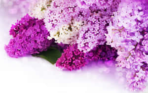 Lyserød blomst baggrund