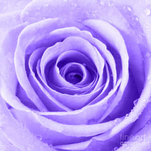 Rose billeder — Rose Blomst Wallpapers