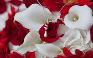 Rose billeder — Rose Wallpapers