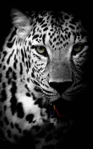 Sort jaguar — Tecno Megapad SE Wallpapers