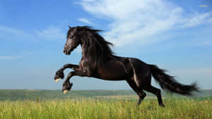 Hest Baggrund — Hest Wallpapers