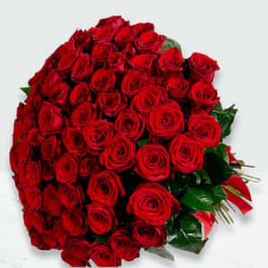 Billeder af roser — Rose Blomst Wallpapers