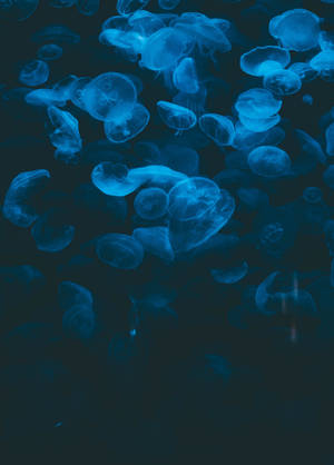 Mørkeblå vandmand undervandstapet — Oppo Pad 5 Pro Wallpapers