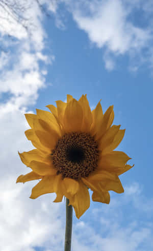 Æstetiske blomsterbilleder — Æstetisk blomst Wallpapers