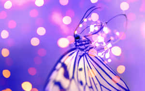 Sommerfugleæstetiske billeder — MacBook Pro 16 Wallpapers