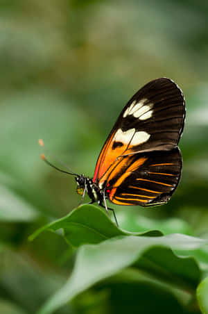 Sommerfuglebilleder — Huawei MatePad Pro Max Wallpapers