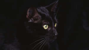 Billeder af sorte katte — Cat Noir Wallpapers