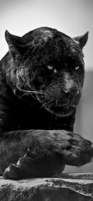 Sort Jaguar