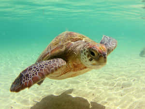 En tilfreds og glad skildpadde, der tager en rolig svømmetur i en stille og klar dam — Cool skildpadde Wallpapers