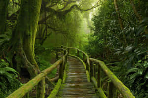 Junglebilleder — MacBook Pro M4 Wallpapers