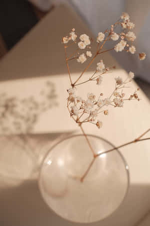 Æstetiske beige billeder — Blomster æstetik Wallpapers
