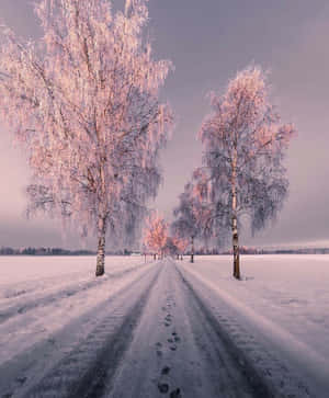Sne æstetiske billeder — Sne æstetik Wallpapers
