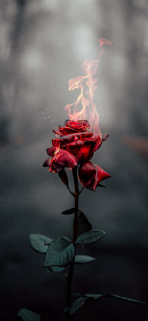 Roses Background — CMF Phone 2 Pro Wallpapers