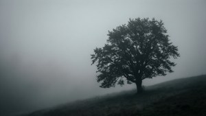 Silhuet af et ensomt træ i grå tåge, atmosfærisk og rolig baggrund.