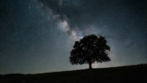 Et minimalistisk natlandskab med et træ og stjernehimmel, perfekt til et roligt tapet.